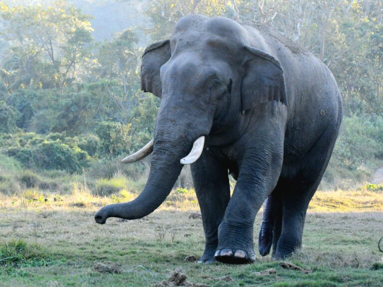 Elephant Shooting in Chitwan Sparks Debate