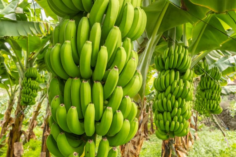 Indian Banana Imports Disrupt Nepal’s Local Market