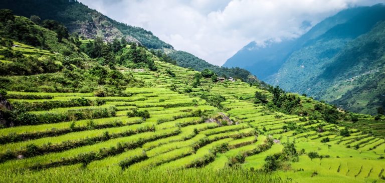 Nepal's Agricultural Imports Exceed Exports by Rs. 78 Billion