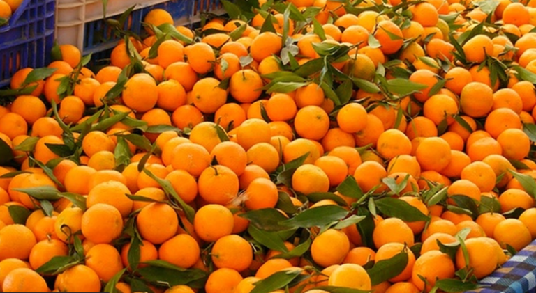 Palpa Sees Record Orange Harvest, Producing Over 9,000 Metric Tons