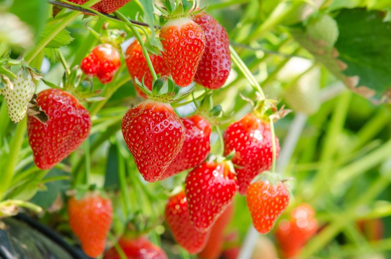 Young Entrepreneur in Nepal Finds Success in Strawberry Farming