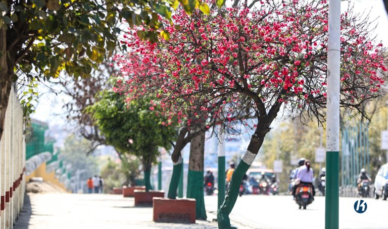 Kathmandu’s Streets Adorned with Vibrant Spring Blossoms