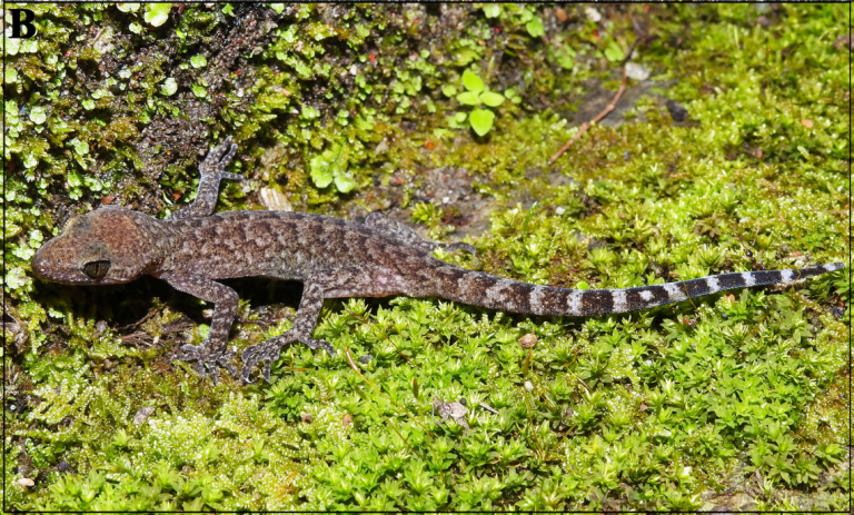 Three new gecko species discovered in Nepal